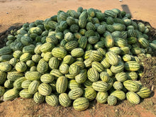 Load image into Gallery viewer, Tikiti Maji - Watermelon
